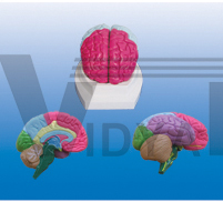 The model of leaf with cerebrum